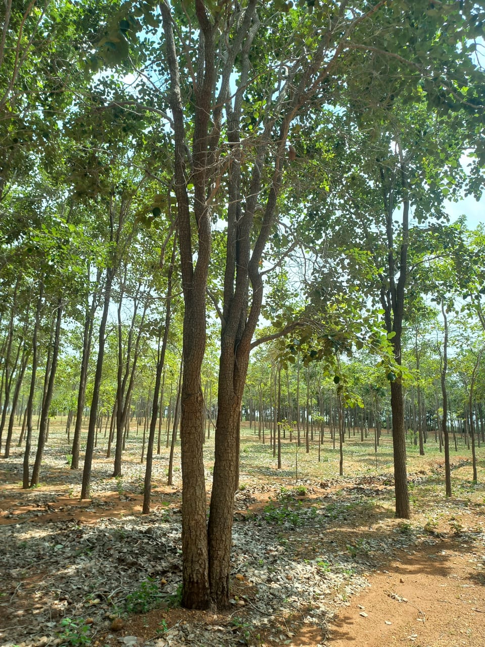 Red Sandal Wood