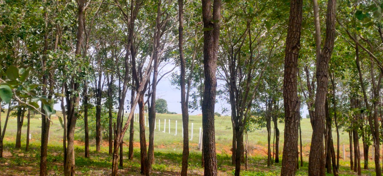 Red Sandal Farm Land